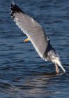 gull_250209i.jpg