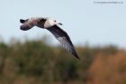 gull_270911a.jpg