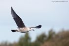 Filename=gull_270911b.jpg
Filesize=205KB
Dimensions=1000x667
Date added=Sep 30, 2011 gull_270911b.jpg