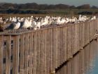 gulls1Medium.jpg