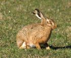 hare_02.jpg