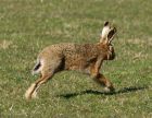 hare_03.jpg