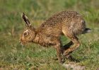 hare_0704a.jpg