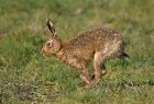 hare_0704b.jpg