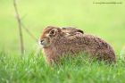 Filename=hare_140112c.jpg
Filesize=286KB
Dimensions=1000x667
Date added=Jan 24, 2013 hare_140112c.jpg