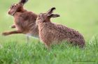 hare_140112d.jpg