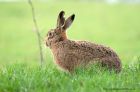 hare_140112e.jpg