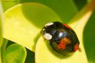 Filename=harlequin_gdn290422b.jpg
Filesize=882KB
Dimensions=1300x867
Date added=Aug 22, 2024 harlequin_gdn290422b.jpg