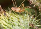 harvestman_260708a.jpg