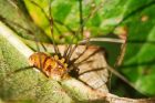 harvestman_270915a.jpg