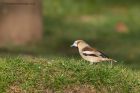 hawfinch_280312f.jpg