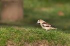 hawfinch_280312g.jpg