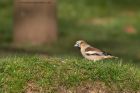 hawfinch_280312h.jpg