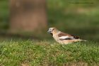 hawfinch_280312l.jpg