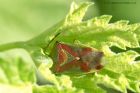 hawthornShieldbug_270411a.jpg