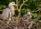 heron_020509b.jpg