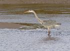 heron_0610a.jpg