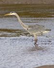 heron_0610aa.jpg