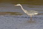 heron_0610b.jpg