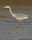 heron_0610c.jpg