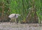 heron_1108a.jpg