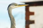 heron_111116b.jpg