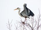 heron_190108c.jpg