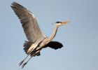 heron_210209a.jpg