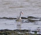 heron_2504a.jpg