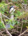 heron_260408a.jpg