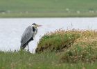 heron_2606a.jpg