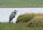 heron_2606a.jpg