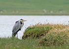 heron_2606b.jpg