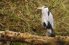 heron_280316a.jpg