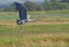 heron_2807a.jpg