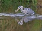 heron_2909i.jpg