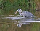 heron_2909j.jpg