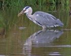 heron_2909o.jpg