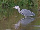 heron_2909p.jpg