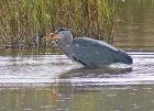 heron_3009g.jpg