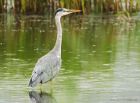 heron_LM_130718a.jpg