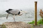 heron_LM_280819b.jpg