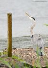 heron_LM_280819c.jpg