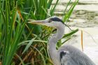 heron_NBPT_090820a.jpg