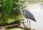 heron_NBPT_090820b.jpg