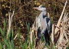 heron_NBPT_100421a.jpg