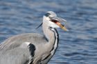 heron_b_0998_martin_150917.jpg