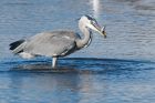 heron_c_0951_martin_150917.jpg