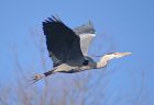 heron_flight.jpg