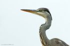 heron_gdn_260819a.jpg